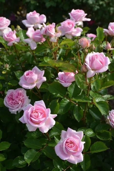  p>星条旗是蔷薇科蔷薇属月季选育品种. /p>