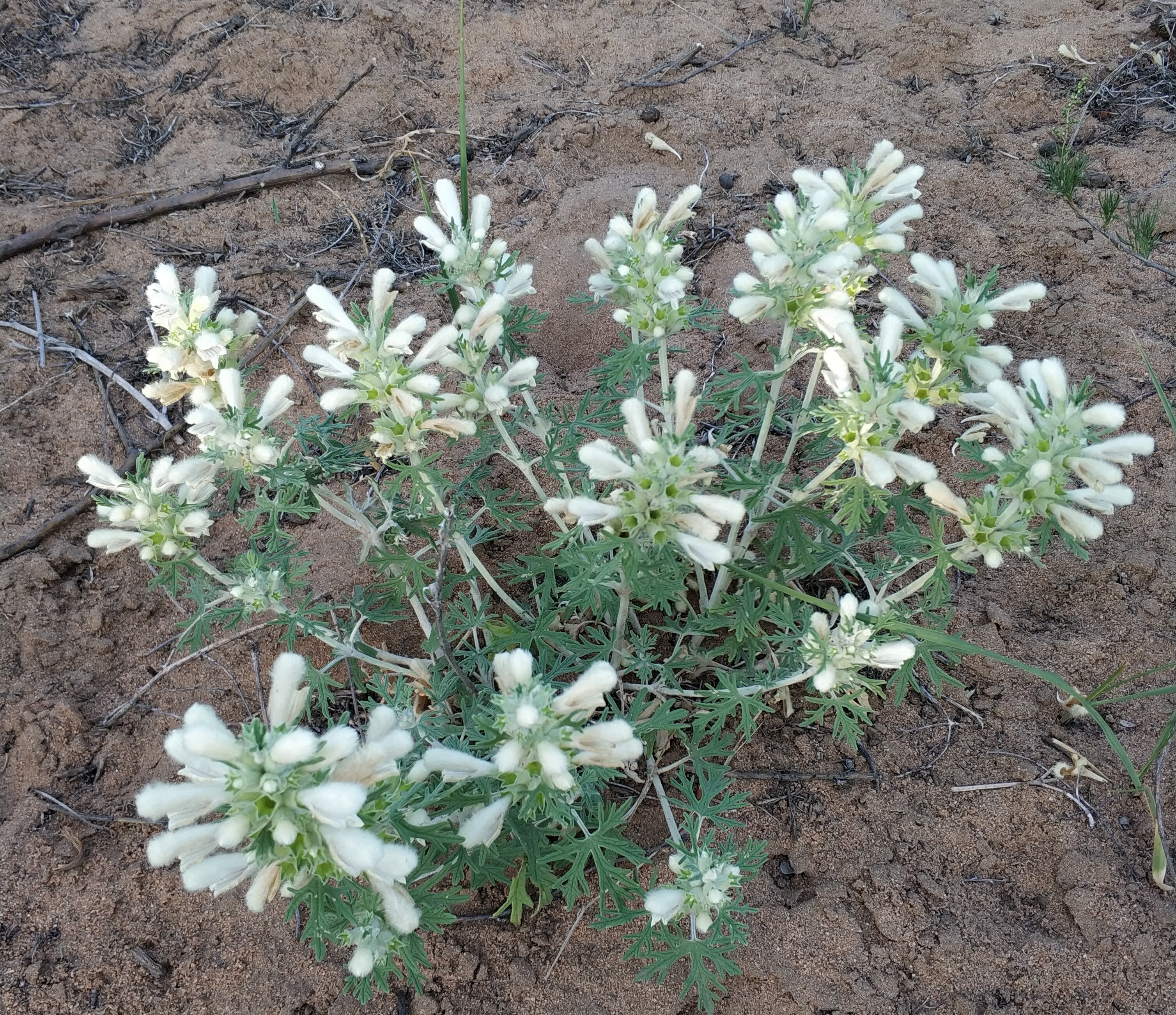 target="_blank" href="/item/盘泽草属">盘泽草属植物白龙穿彩