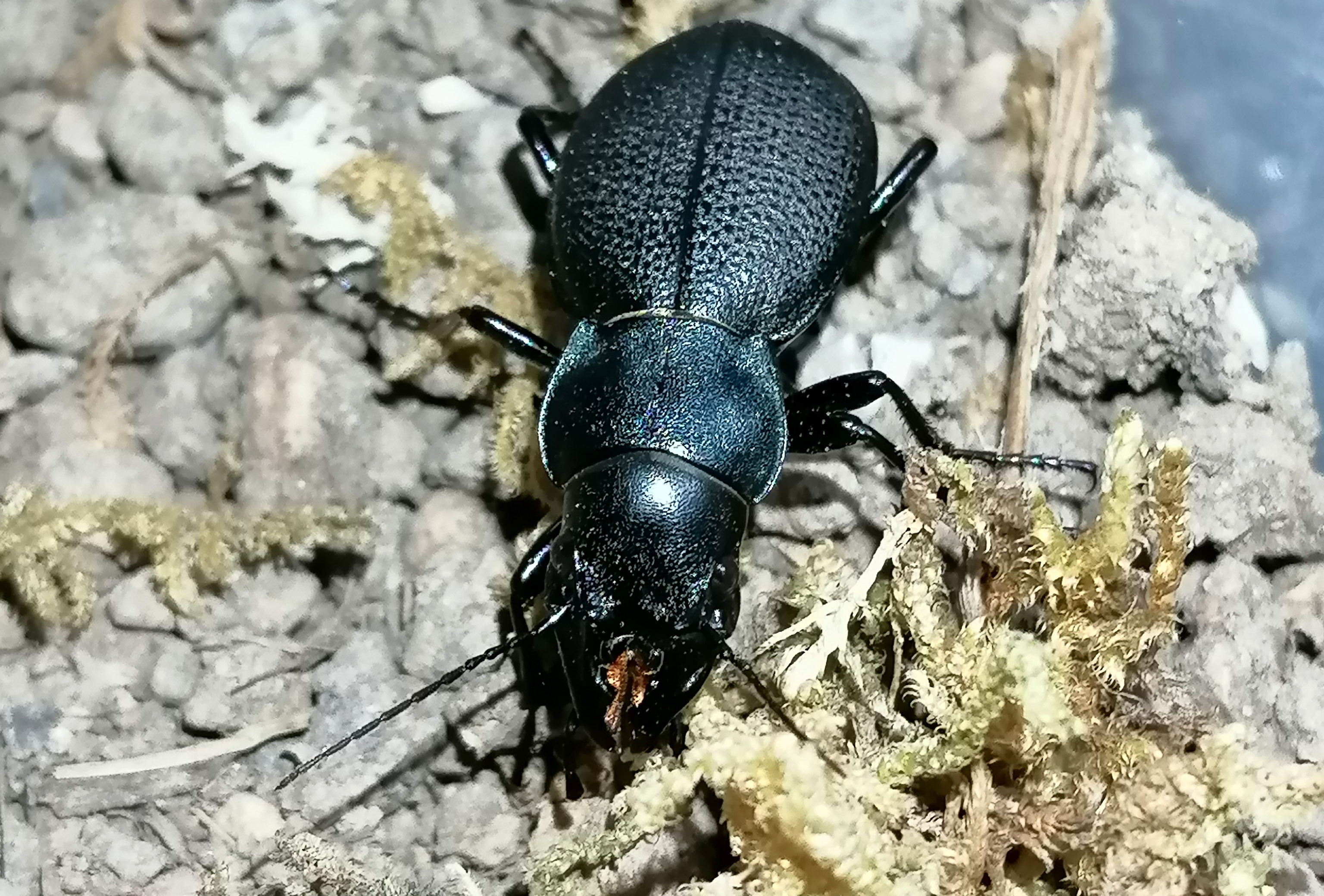  p>麻步甲属 a target="_blank" href="/item/鞘翅目/1535103" data