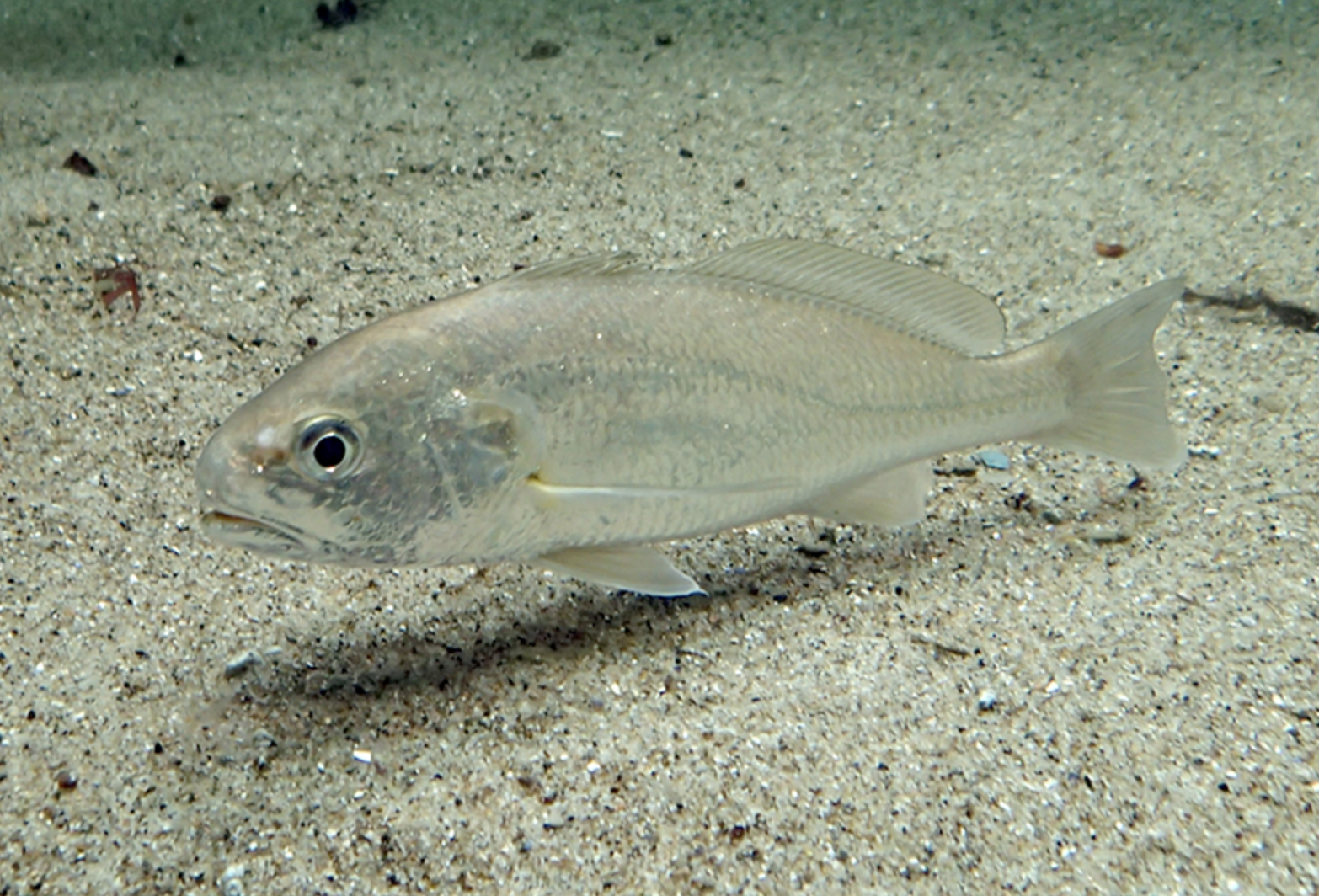  p>白姑鱼(学名: i>pennahia argentata /i>)是石首鱼科,白姑鱼属鱼类