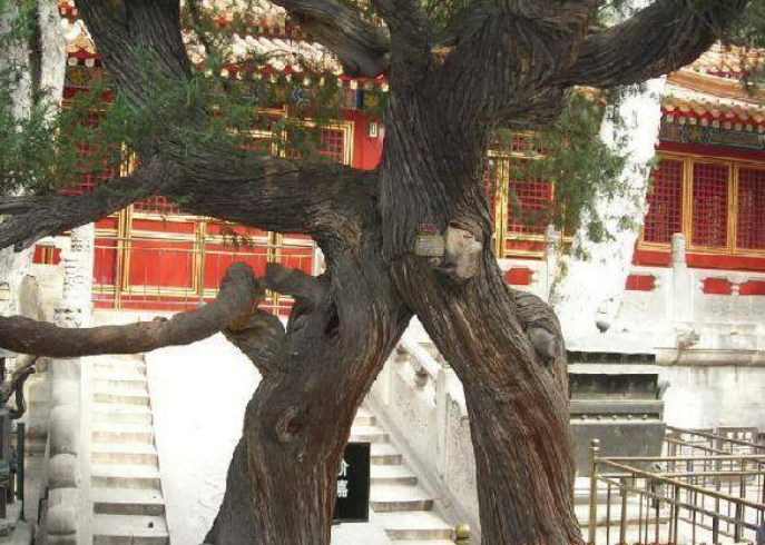 真长知识！原来连理枝不只代表情人，还能代表好兄弟、好朋友_百科TA说