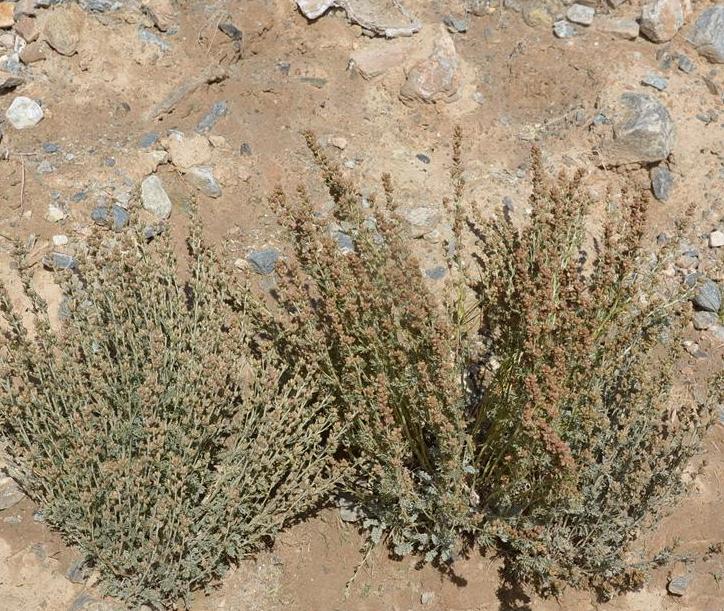 poljak.)是菊科,绢蒿属植物.