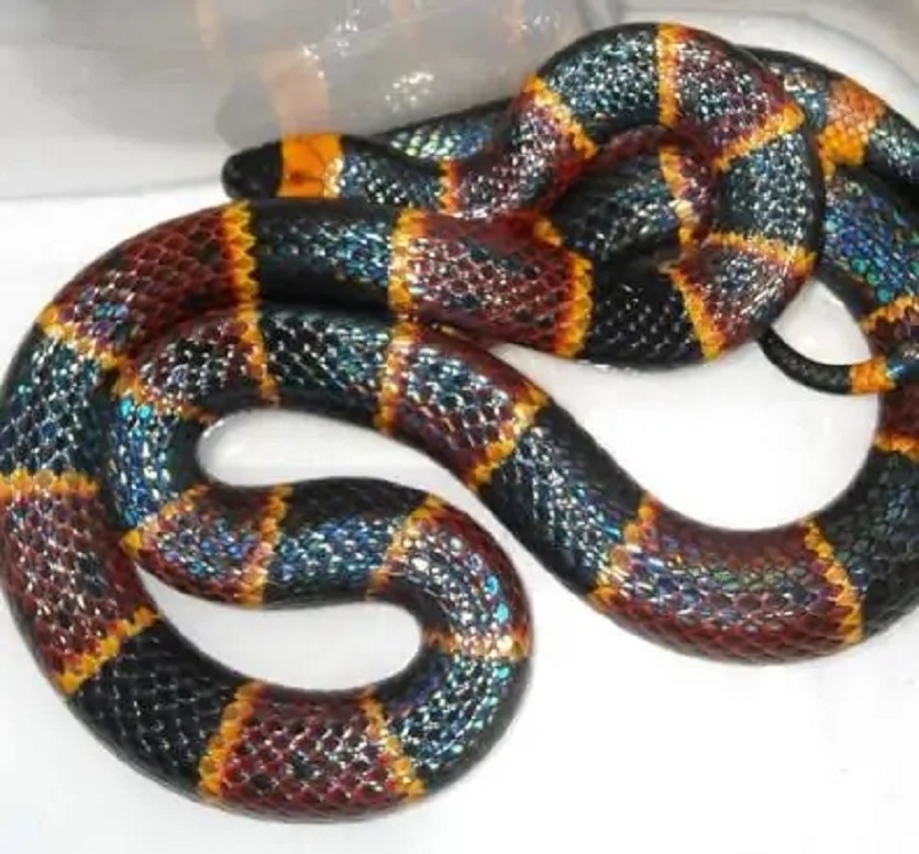  p>金黄珊瑚蛇, a target="_blank" href="/it