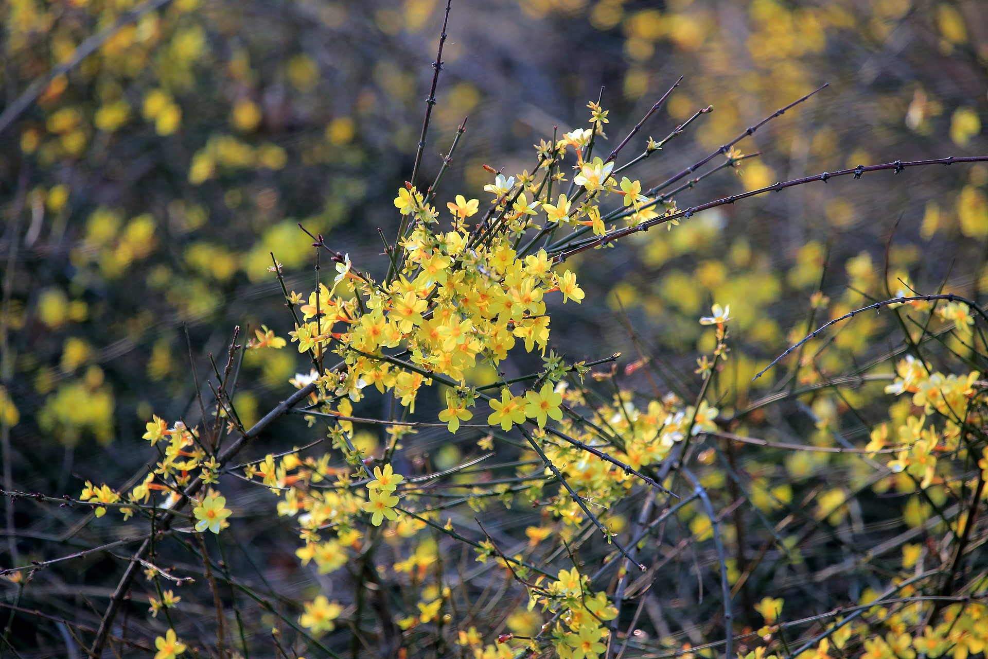  p>迎春花(学名: i>jasminum nudiflorum  /i> lindl.