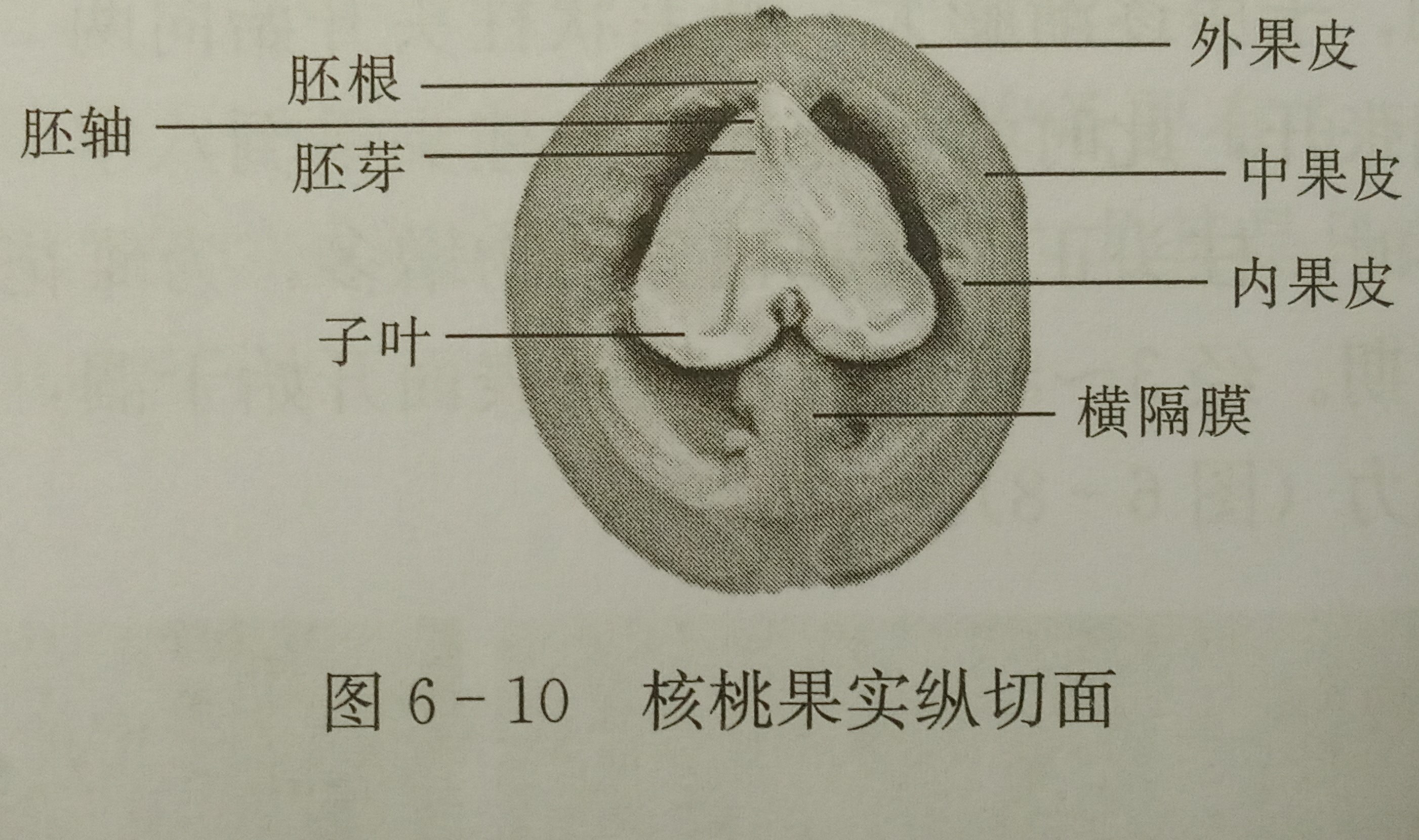 核桃