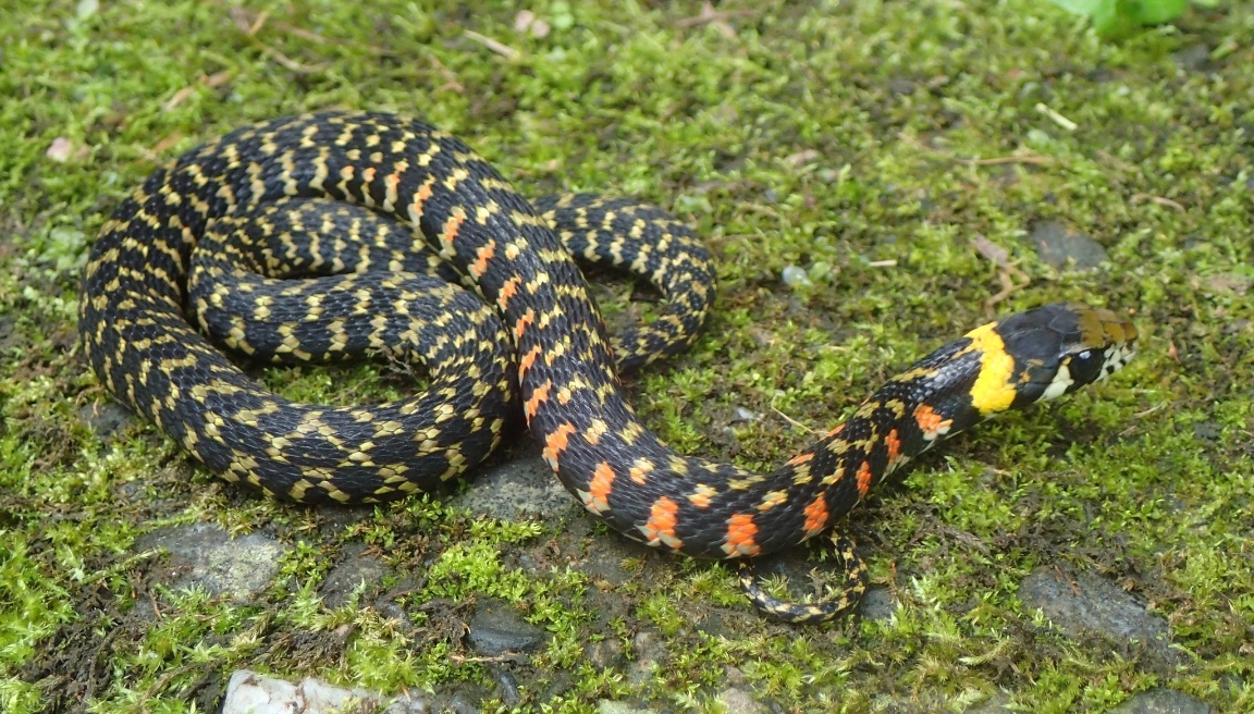  i>rhabdophis tigrinus /i>)俗名野鸡脖子,竹竿青等
