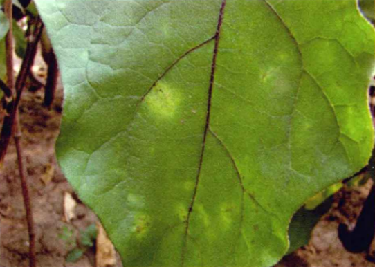  p>茄子霜霉病是由 a target="_blank" href="/item/烟草霜霉茄变种