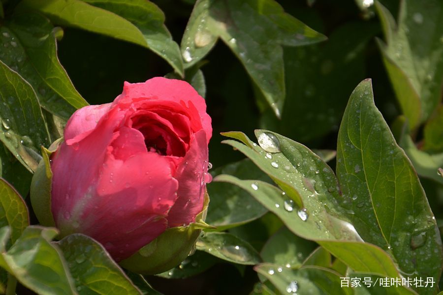 真的有像 楼 一样高的牡丹花吗 楼台牡丹传说与非遗 百科ta说