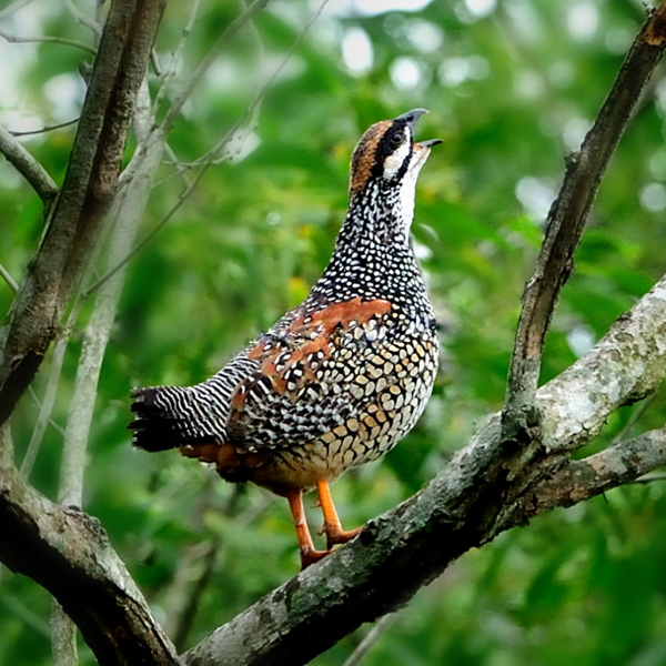  p>中华鹧鸪(学名: i>francolinus pintadeanus /i>):是鸡形目,雉科