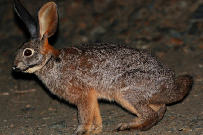  p>山兔属(学名: i>bunolagus /i>):兔形目,兔科动物.