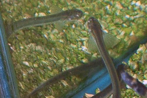 吸血魚 百度百科