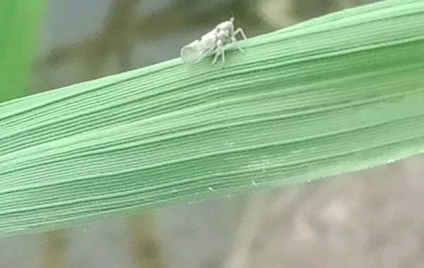 水稻长绿飞虱