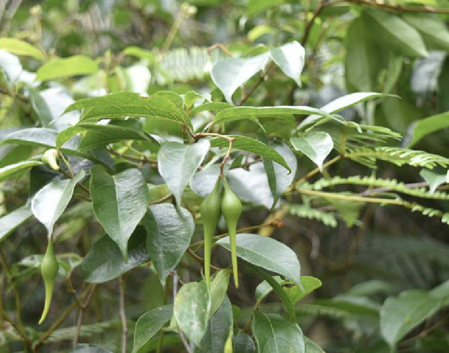 藤杜仲,又名红杜仲,藤杜仲,土杜仲,白杜仲