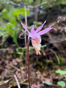 独花兰（兰科独花兰属植物）_百度百科