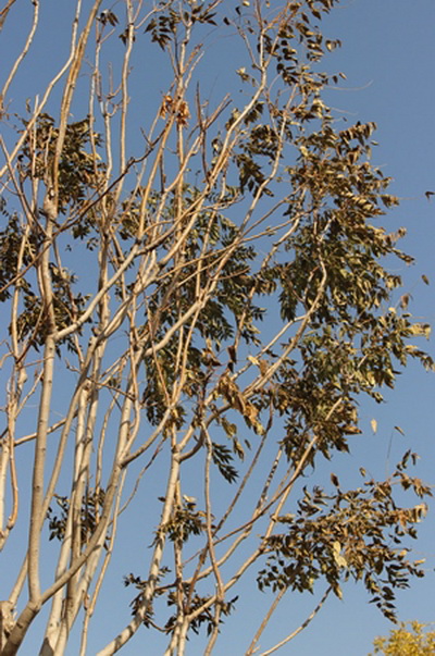  p>红叶椿(学名: i>ailanthus altissima 'hongye' 