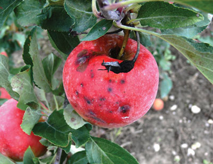 苹果黑腐病