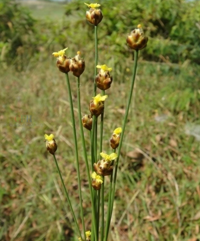 葱草