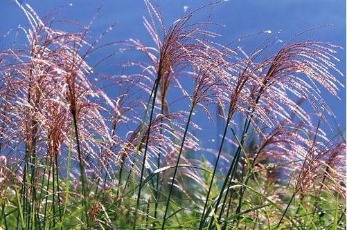  p>芦苇属(学名:phragmites)是禾本科下属一类植物,有10余种,分布于