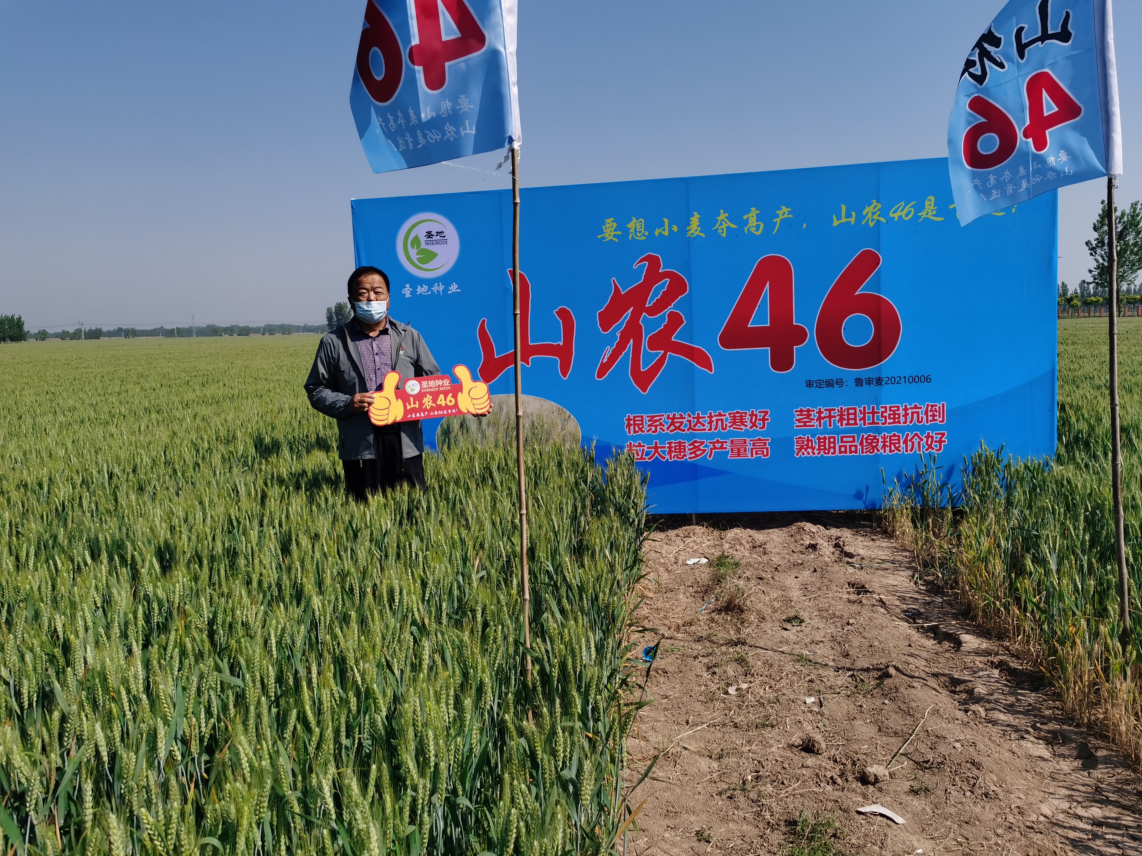 农46是山东农业大学选用菏9946与师栾02-1/nidri杂交后选育而成的小麦