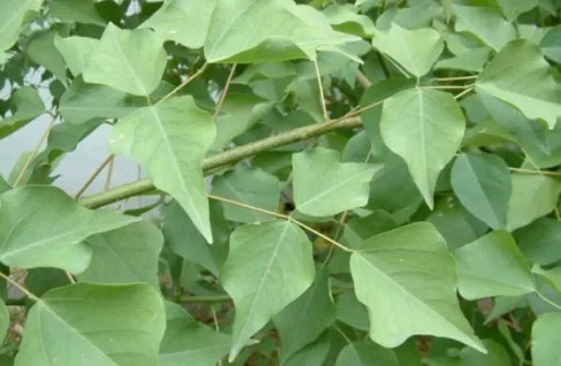 刺桐（豆科刺桐属植物）_百度百科