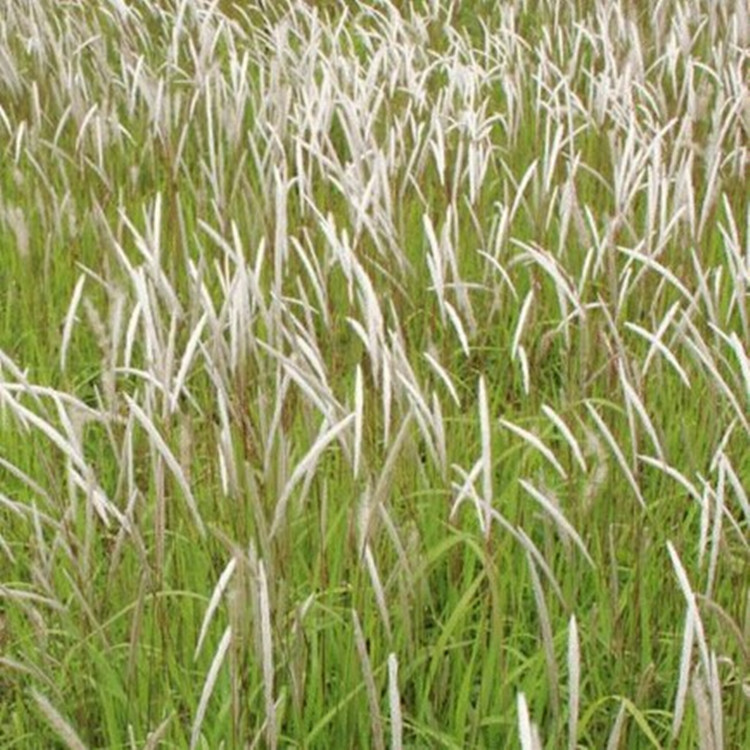  p>大花茅根(学名: i>perotis macrantha /i> honda)是禾本科茅根属