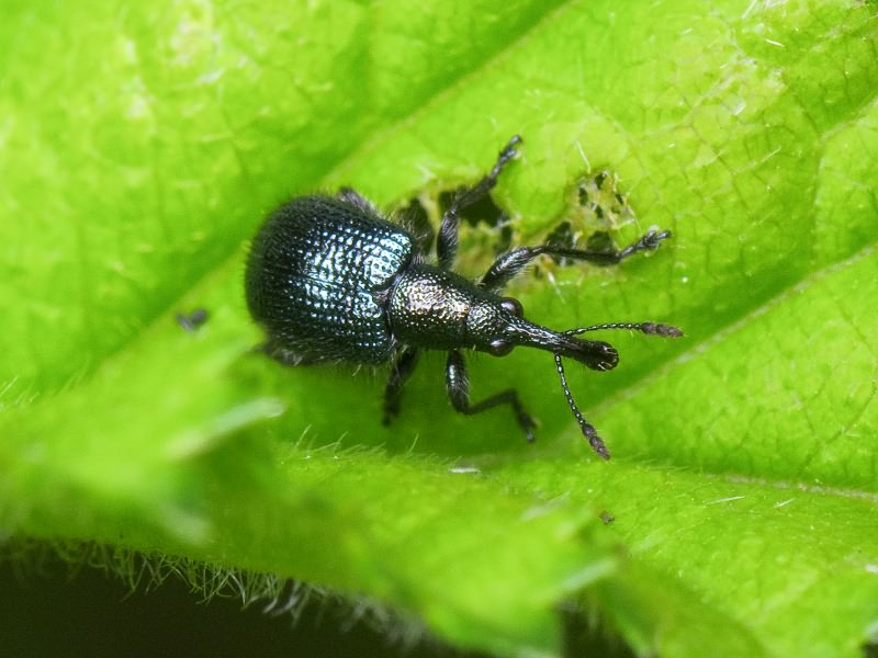  a target="_blank" href="/item/鞘翅目">鞘翅目 /a>象虫科物种.