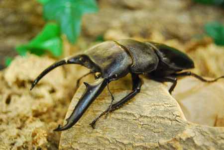 巴拉望巨扁锹形虫