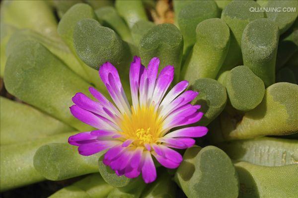  p>多肉植物(succulent plant)是指植物的根,茎,叶三种 a target="