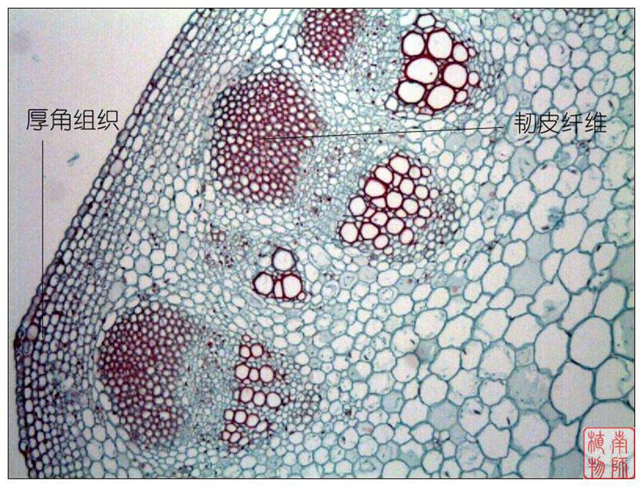  p>厚壁组织(sclerenchyma),一种细胞完成伸展生长时,初生壁上沉积了 