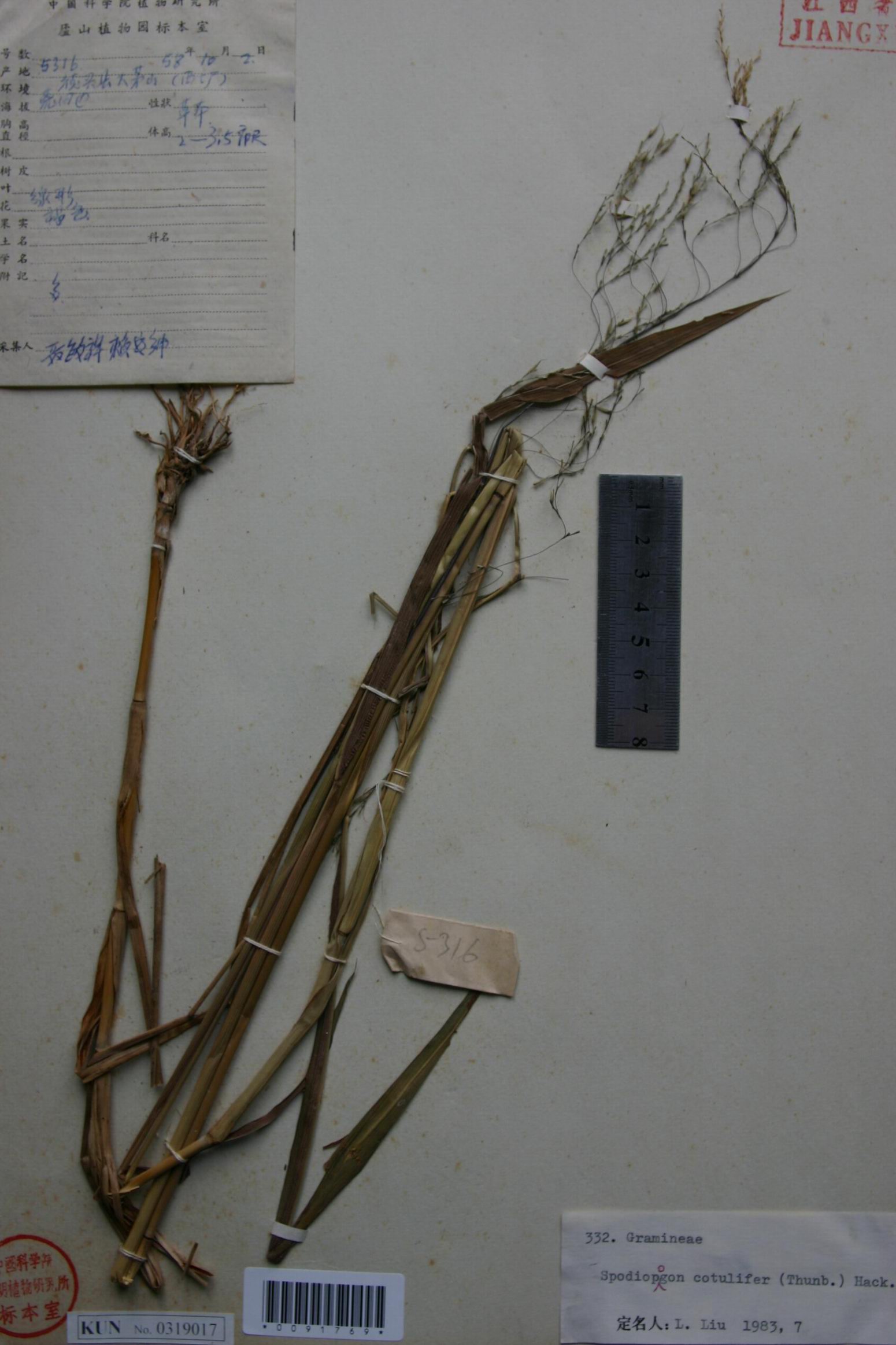 芒属植物,多年生具 a target="_blank" href="/item/根状茎/6733432"