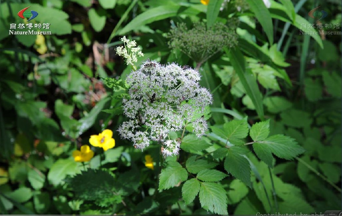 下一个属,伞形目,多年生草本;叶为二至三回三出式羽状分裂;复伞形花序