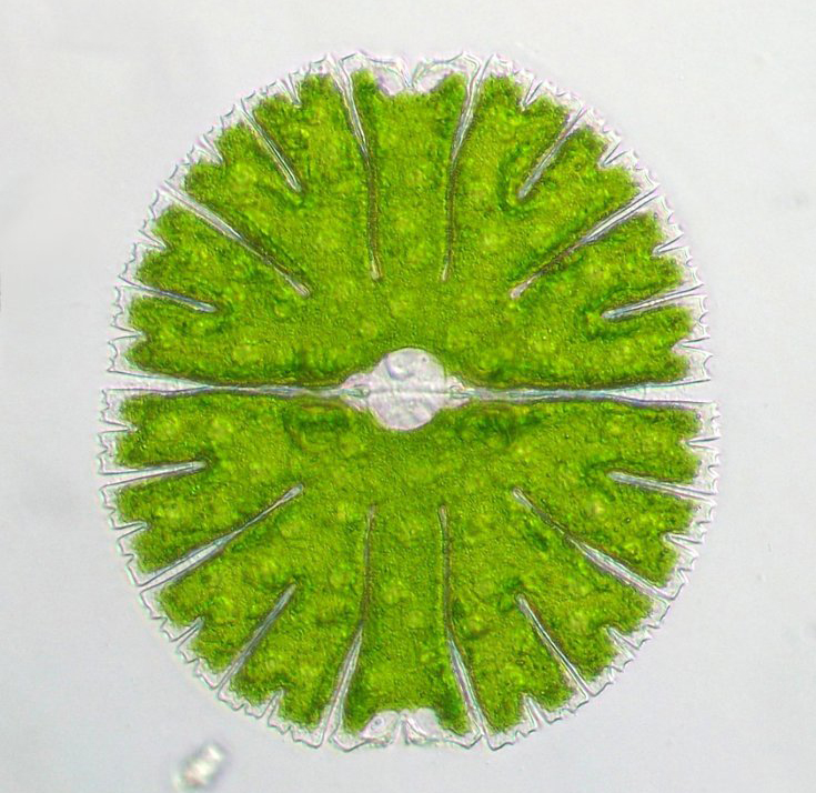  p>近略大水绵, a target="_blank" href="/item/营养细胞/836992"