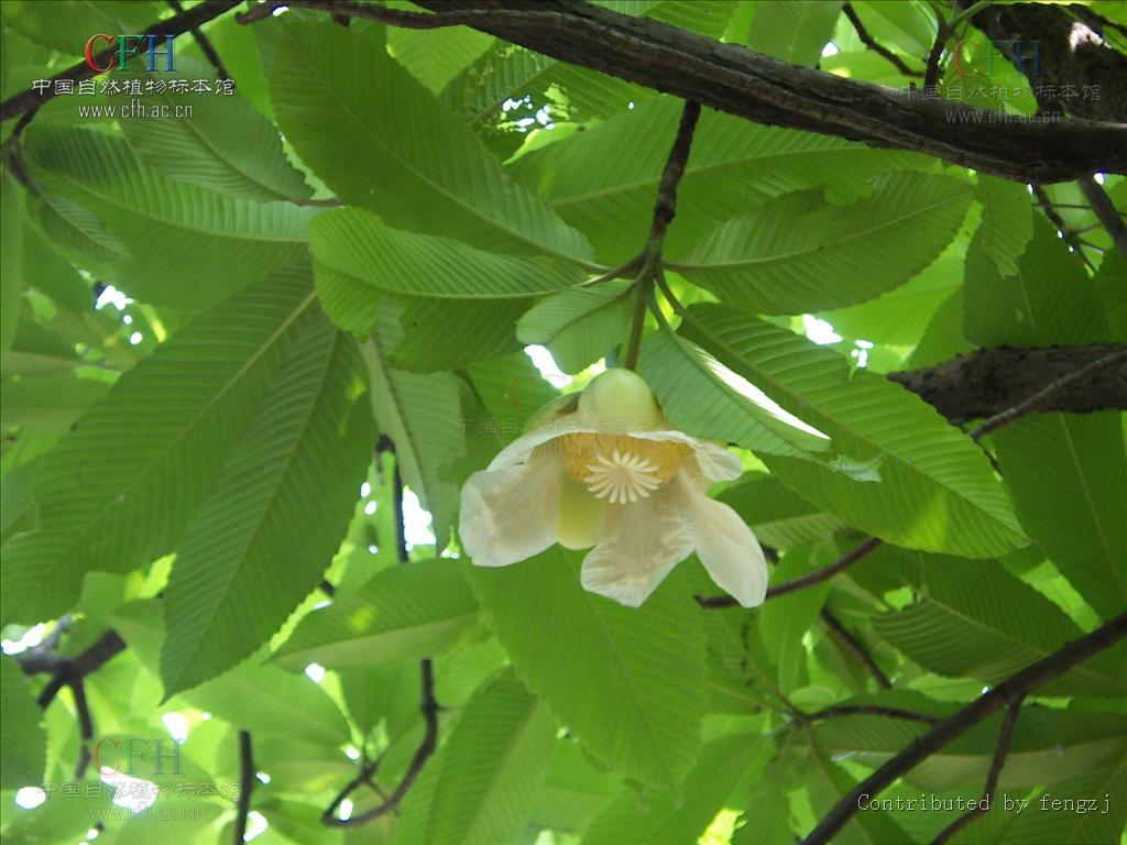  p>五桠果属,约60种,分布于亚洲热带地区,少数到达印度洋西部的