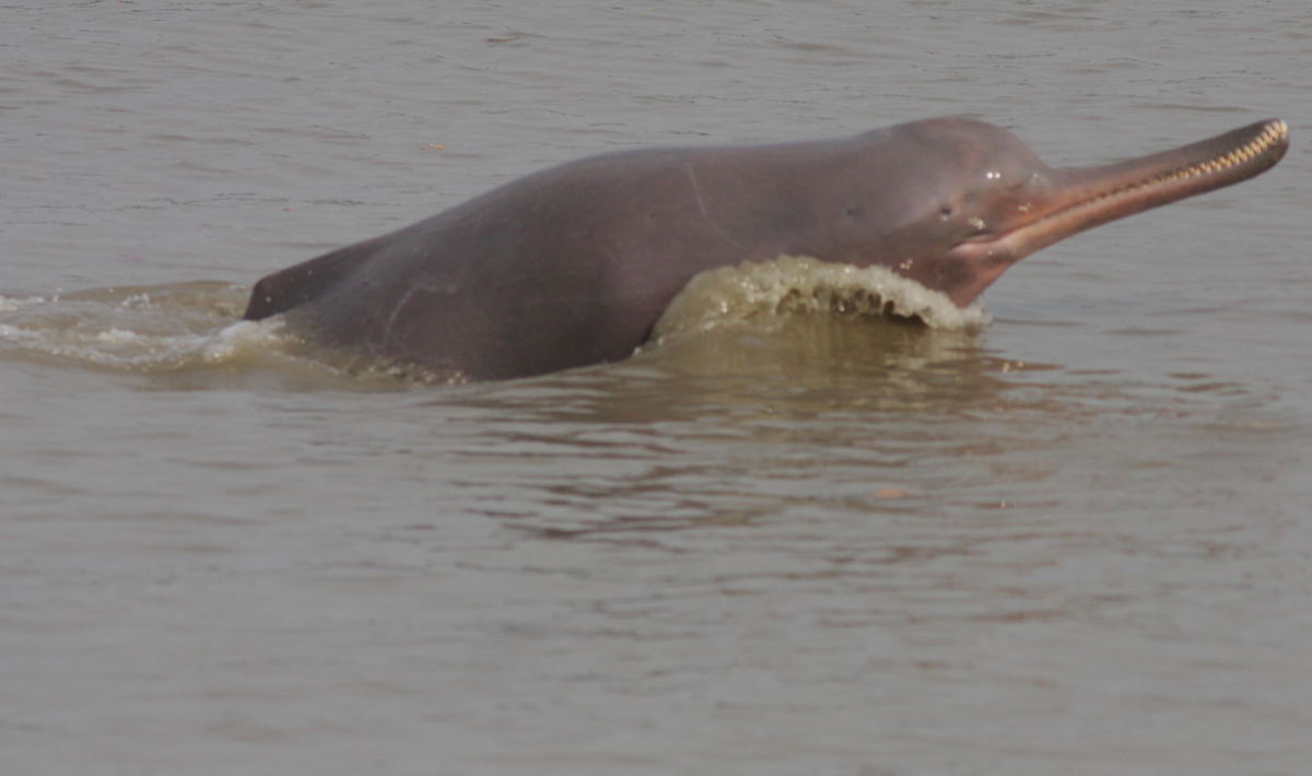  p>恒河豚(学名: i>platanista gangetica gangetica /i>):是 a