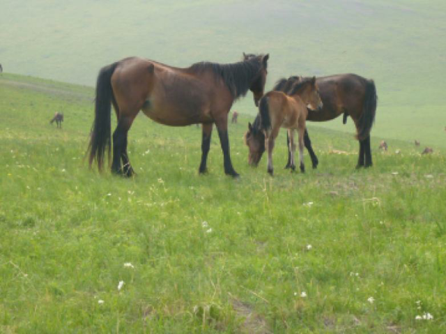  p data-id="gnbky30b92">三河马,中国内蒙古呼伦贝尔市海拉尔区特产