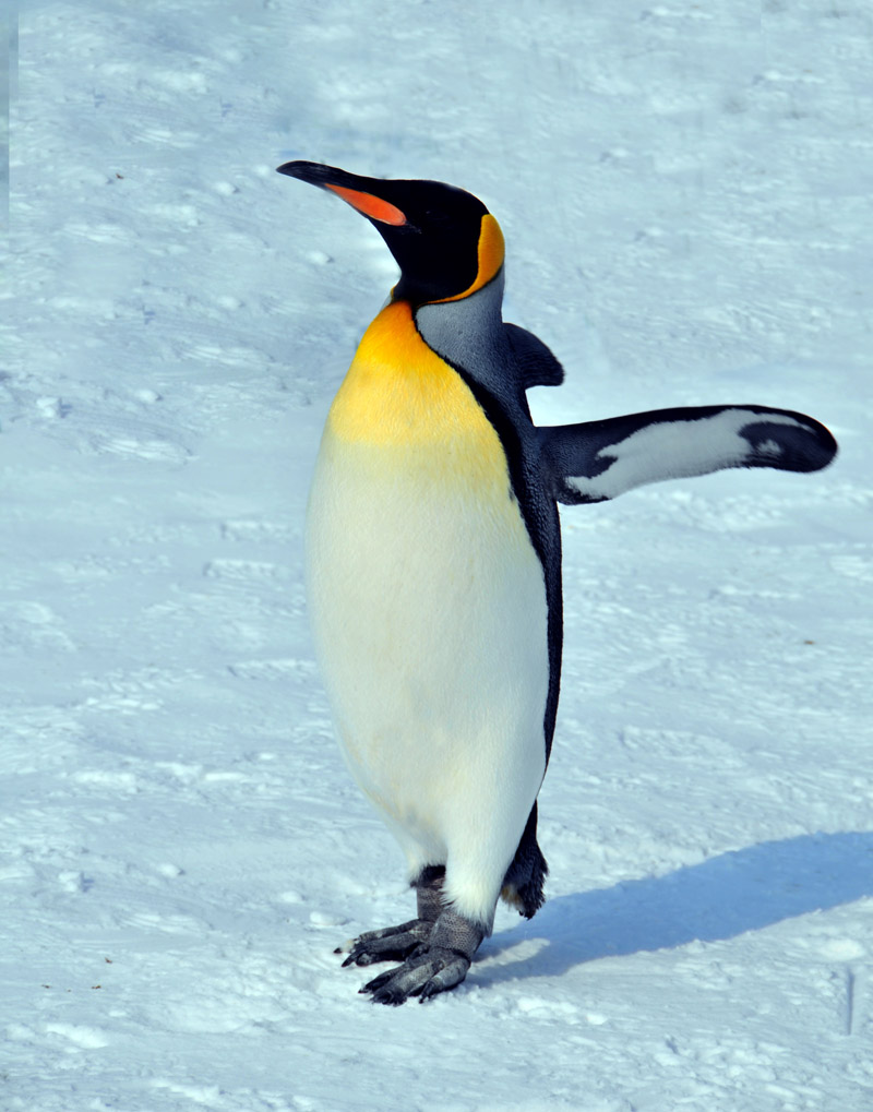  p data-id="gnhd6bm0d2">王企鹅属( i>apteno