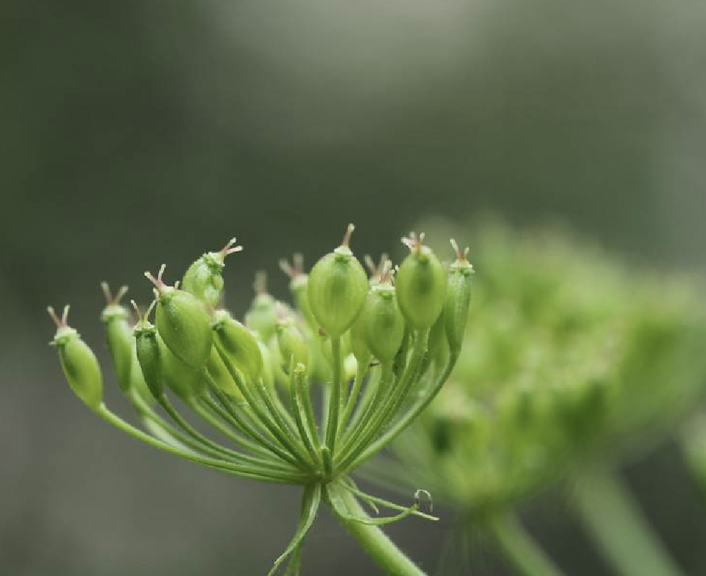  p>短毛独活(学名: i>heracleum moellendorffii /i> hance)是伞形科