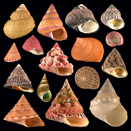  p>钟螺科(学名:trochidae)也称 a href="#" data-lemmaid="3024377">