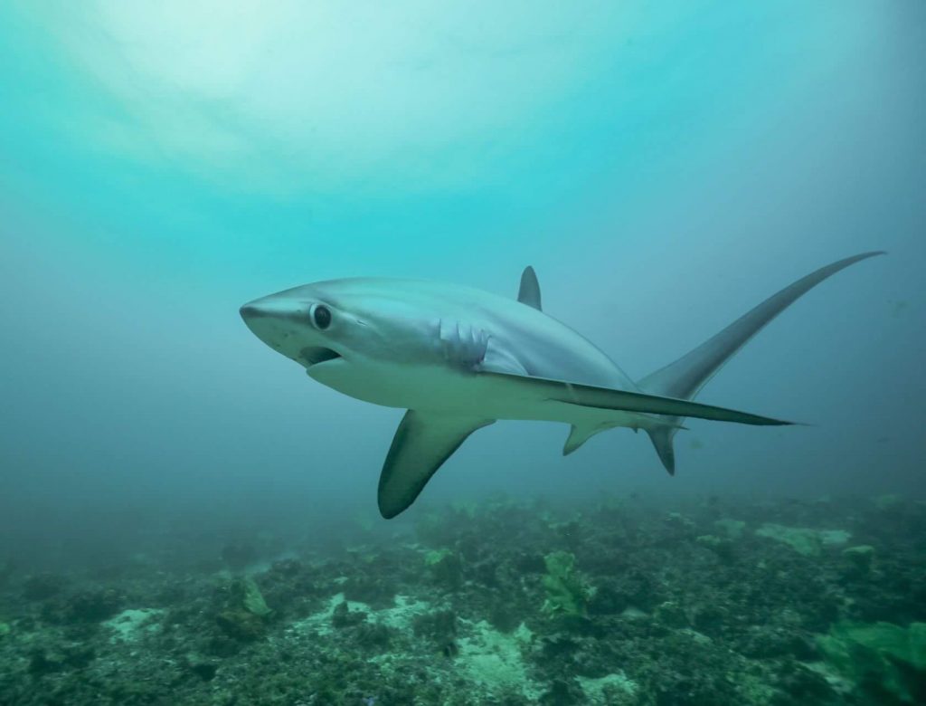  p>浅海长尾鲨(学名: i>alopias pelagicus /i>)是长尾鲨科,长尾鲨属