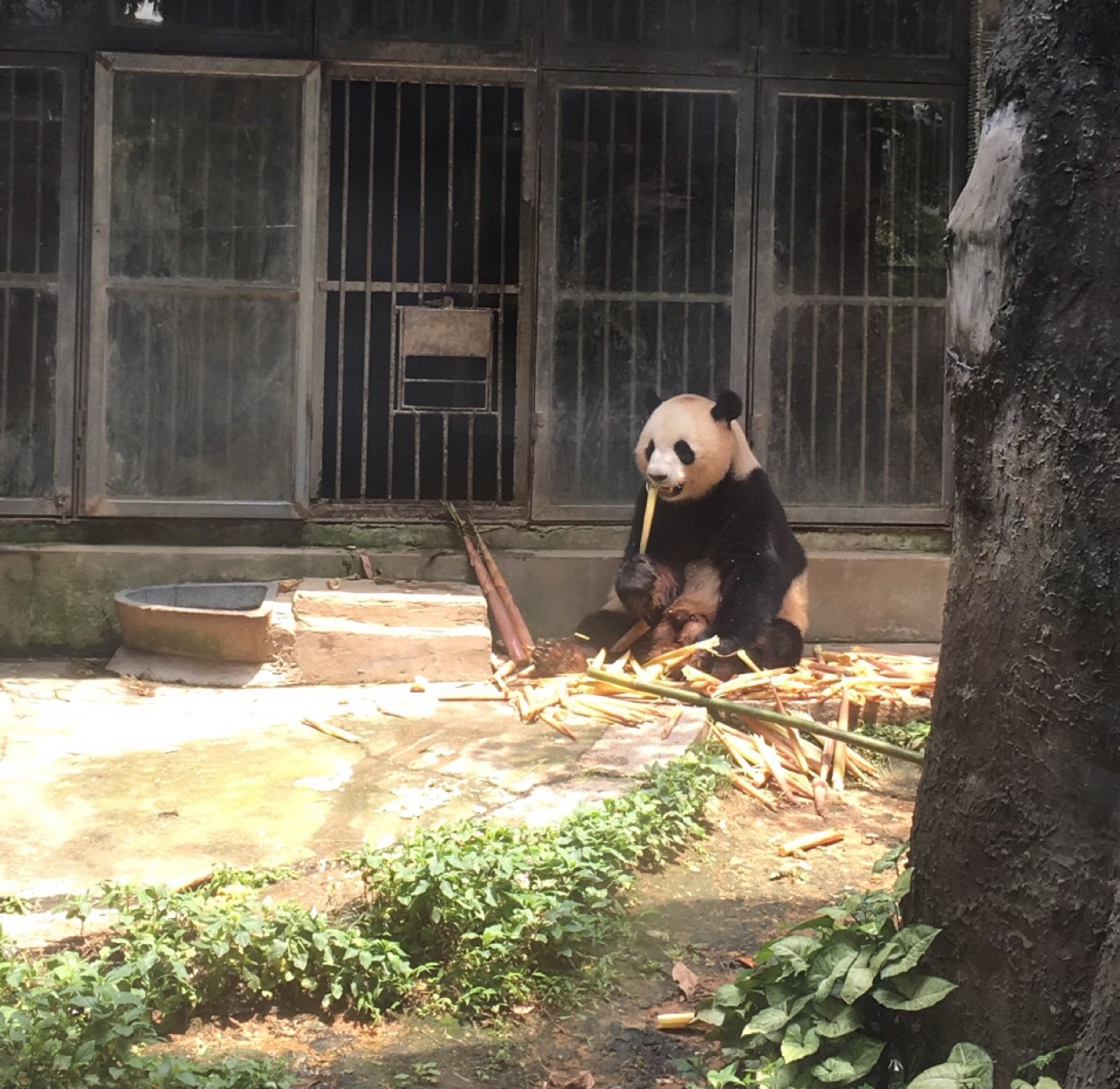  p>福州熊猫世界,又名海峡( a target="_blank" href="/item/福州