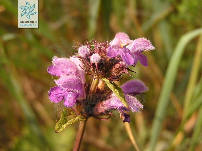  p>块根糙苏(学名:phlomis tuberosa l.