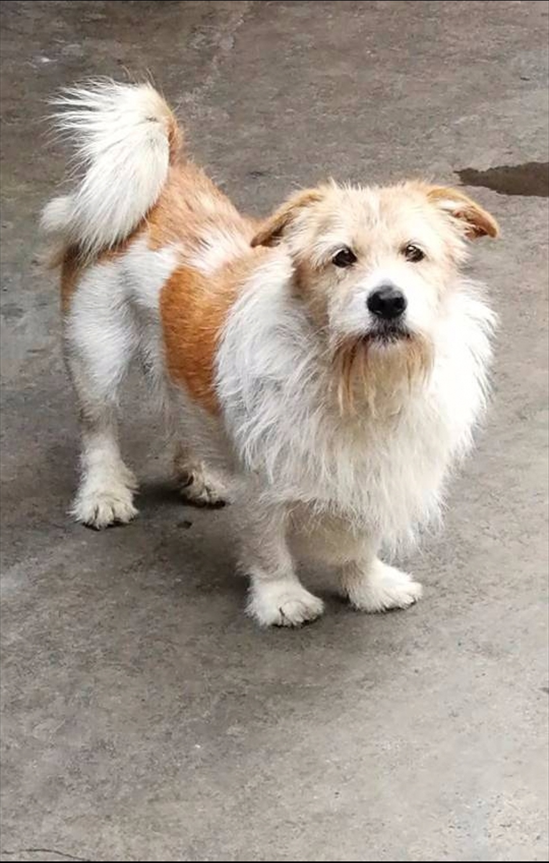  p> a href="#" data-lemmaid="2768810">串串狗 /a>是所有杂交品种狗