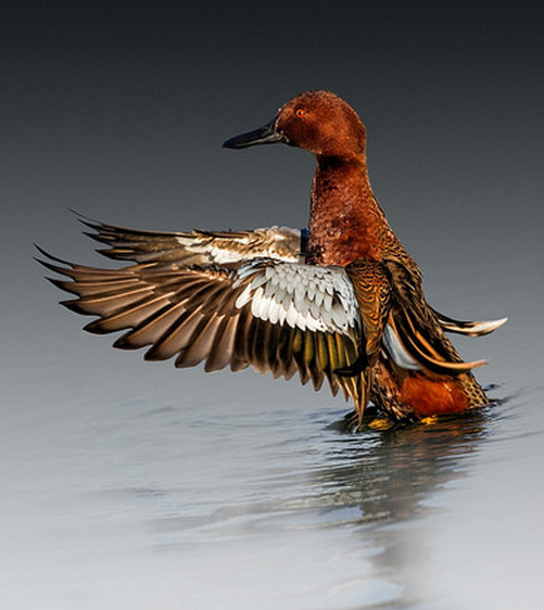  p>桂红鸭(学名: i>anas cyanoptera /i>):羽色特点因不同年龄和性别