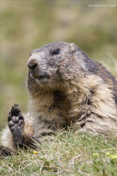  p>喜马拉雅旱獭(学名: i>marmota himalayana /i>)别名哈拉, a href=