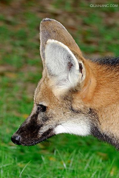  a href="#" data-lemmaid="673912">鬃狼属 /a>的一种珍稀的动物