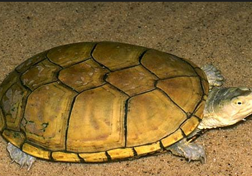黄龟