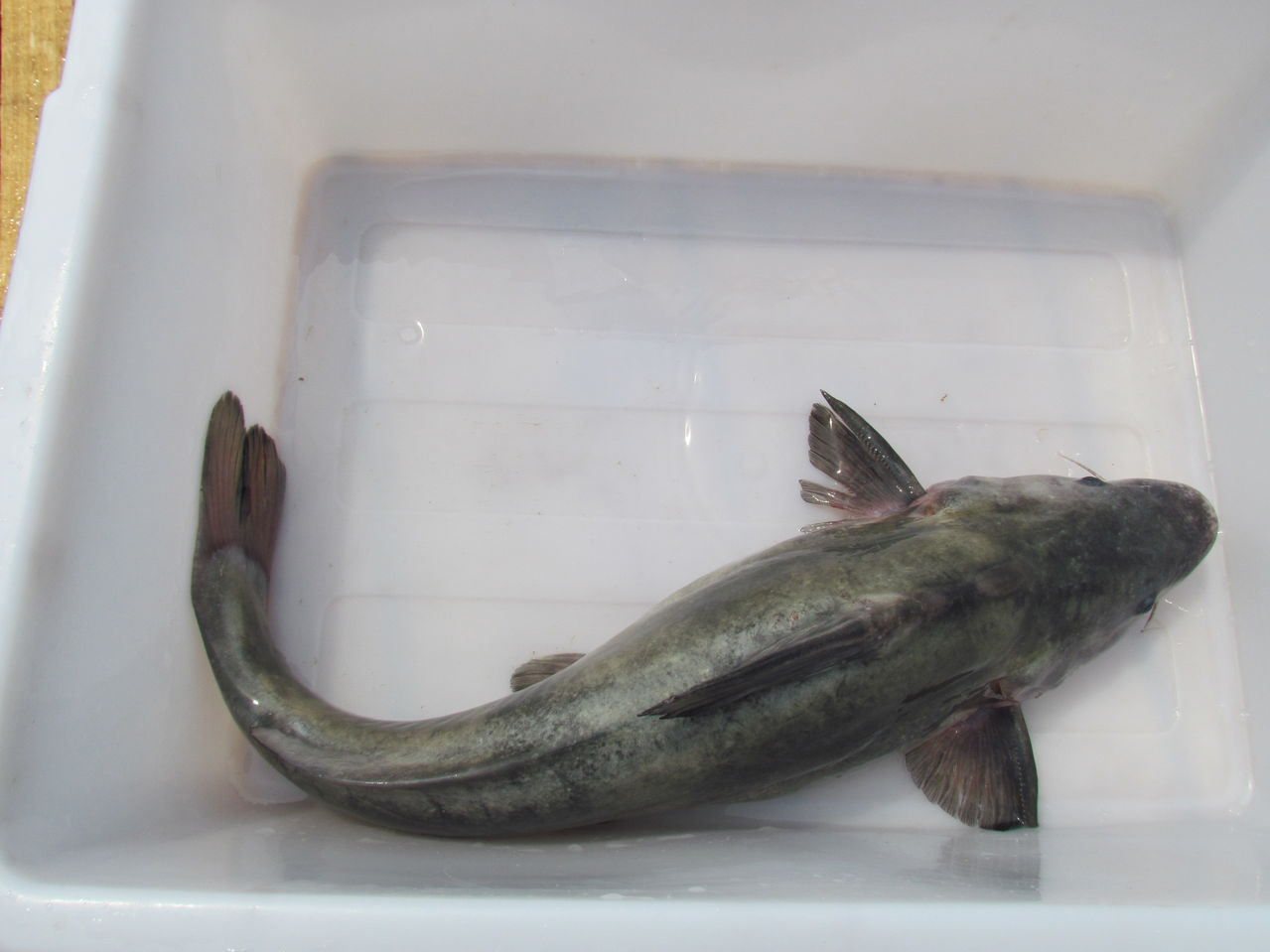  p>长吻体裸露无鳞,头顶为皮肤所盖,仅枕骨部裸露.