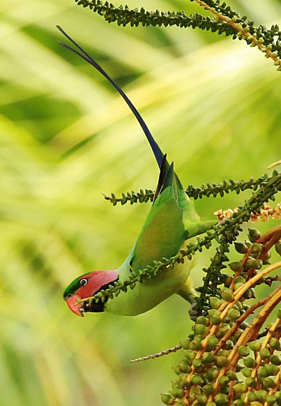  p>长尾鹦鹉指名亚种(学名: i>psittacula longicauda longicauda /i>