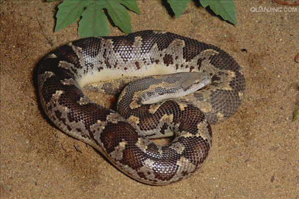  p data-id="gnvk8acktq">沙蟒是比较原始的小型到中等大小的无毒蛇类