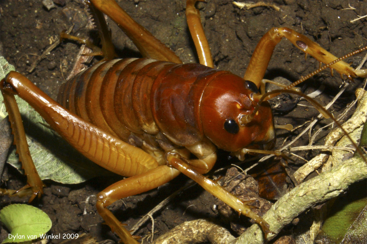 新西兰凶猛好斗的大型 a target="_blank" href="/item/沙螽/2382448"